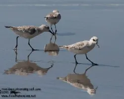 Calidris alba