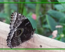 Mariposa ii