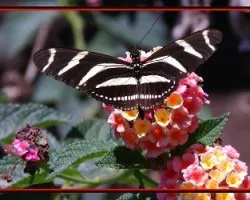 Mariposa i