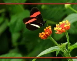 Mariposa iii