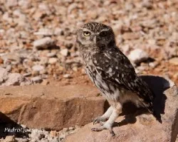 Athene noctua