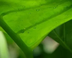 Gotas de agua