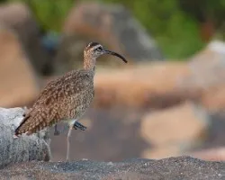 Numenius phaeopus