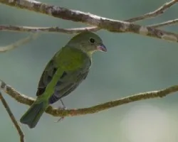Passerina ciris
