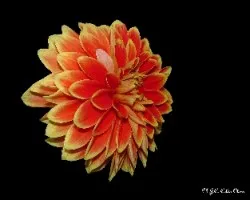 Dahlia pinnata