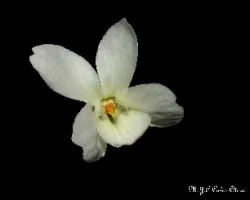 Viola odorata