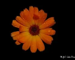 Flores y  lluvia
