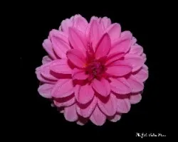 Dahlia pinnata
