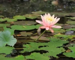 Nelumbo nucifera