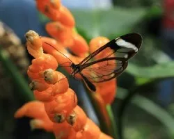 Greta oto