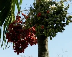 Adonidia merrillii
