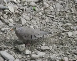 Columbina passerina