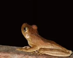 Ranita