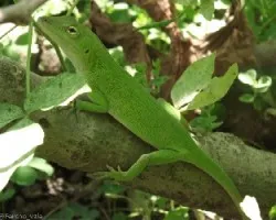 Lagarto