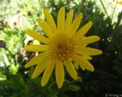 Chrysanthemum 