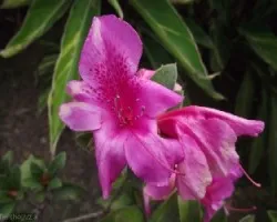 Azalea sp