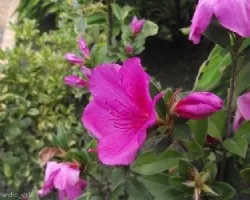 Azalea sp