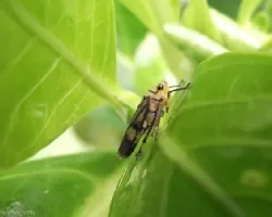 Insecto