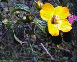 Ludwigia sp