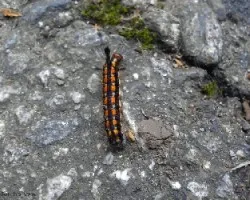 Gusano