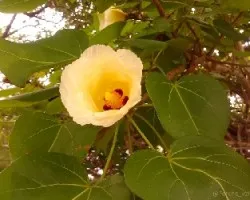 Thespesia populnea