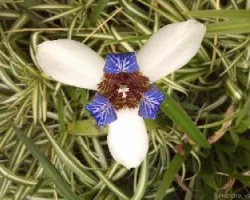 Neomarica gracilis
