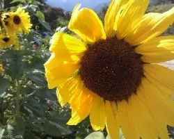 Helianthus annuus
