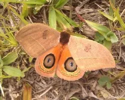 Automeris bilinea