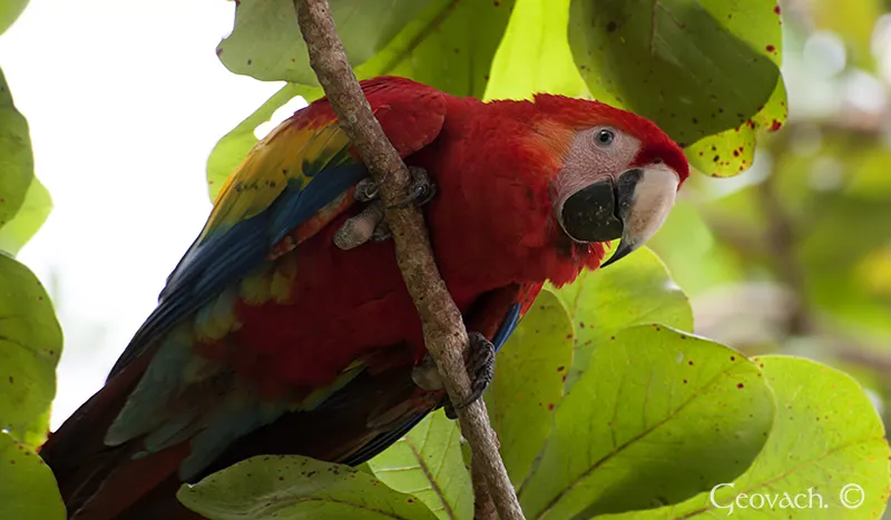 Tárcoles, Puntarenas