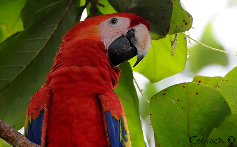 Tárcoles, Puntarenas
