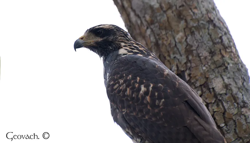 Tárcoles, Puntarenas