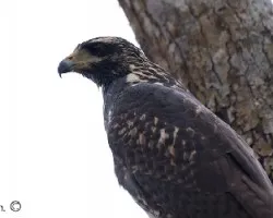Buteogallus anthracinus