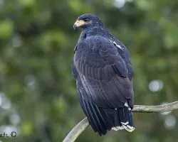 Buteogallus anthracinus