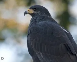 Buteogallus anthracinus