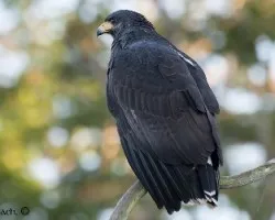 Buteogallus anthracinus