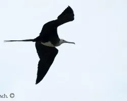 Fregata magnificens