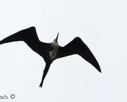 Fregata magnificens