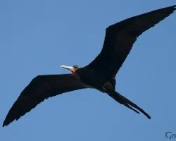 Fregata magnificens