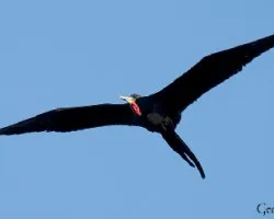 Fregata magnificens