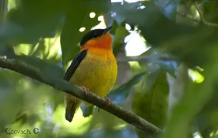 Manacus aurantiacus