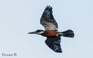 Megaceryle torquata