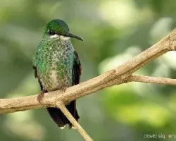 Heliodoxa jacula
