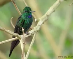 Heliodoxa jacula