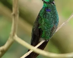 Heliodoxa jacula