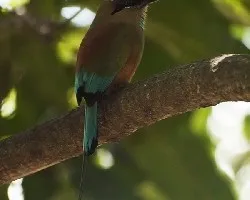 Eumomota superciliosa