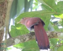 Piaya cayana