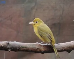 Piranga rubra