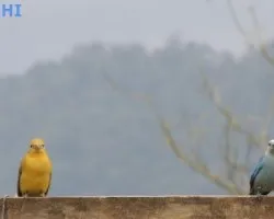 Piranga rubra