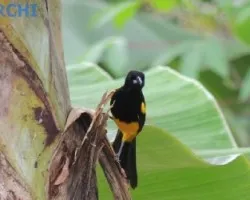 Icterus prosthemelas