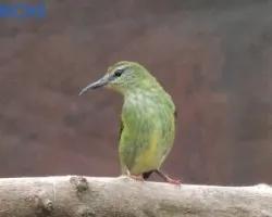 Cyanerpes cyaneus